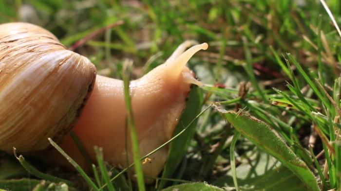 Care for Giant African Land Snails