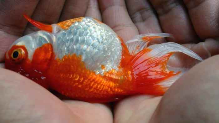 How to Save a Dying Goldfish? Let's See! Know when Your Goldfish Is Dying