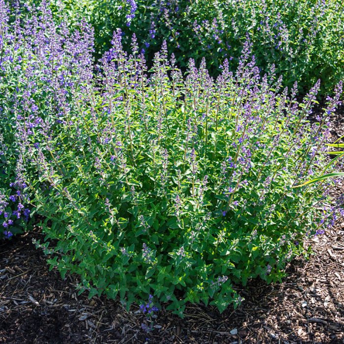 Dry Fresh Grown Catnip