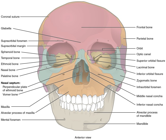 Lower Jaw Free Stock Photo - Public Domain Pictures Lower Spin on a Driver