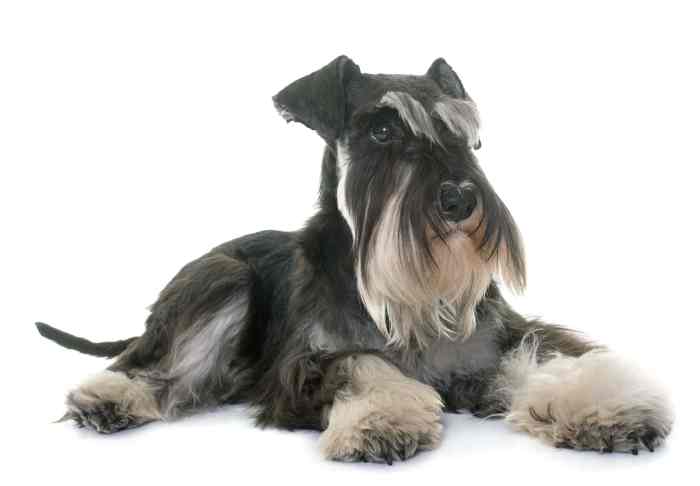 Schnauzer!!!!!!!! | Schnauzer puppy, Miniature schnauzer puppies, Cute dogs Groom a Miniature Schnauzer