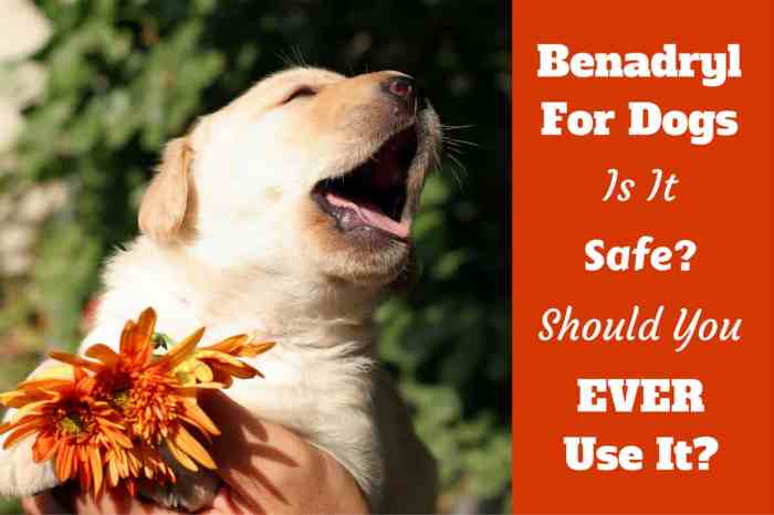Give a Dog Benadryl A Risky Decision