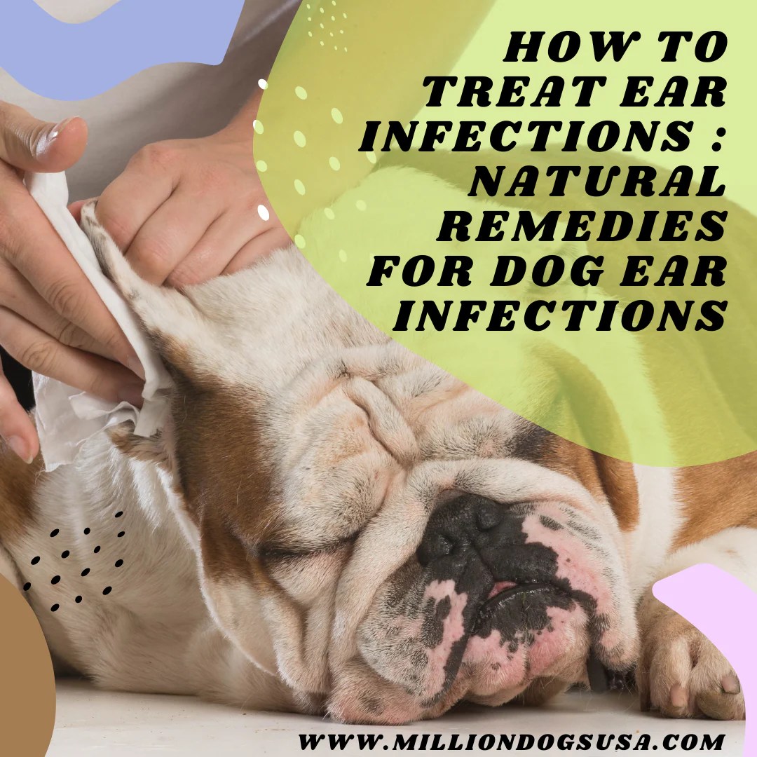 3 Ways to Treat Dog Ear Infections Naturally - wikiHow Pet Treat Dog Ear Infections
