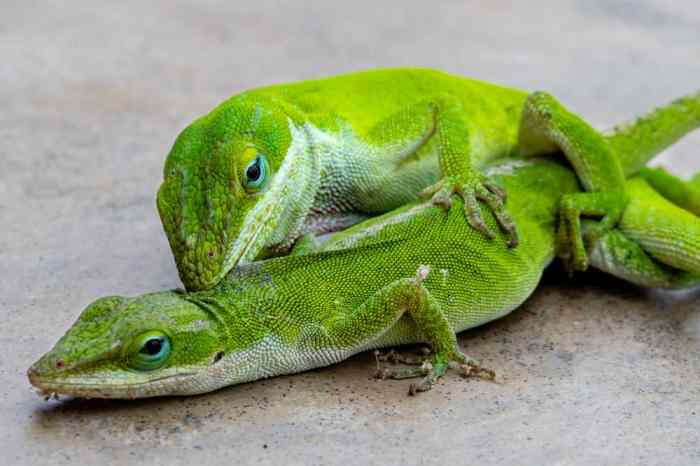 Green Anole - Oddly Cute Pets Feed an Anole Green Lizard