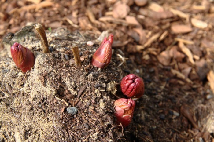 How To Divide Peonies: Tips On Division, Cuttings And Sowing Divide and Transplant Peonies