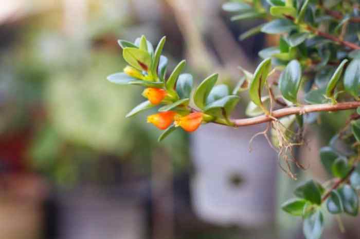 Care for a Goldfish Plant
