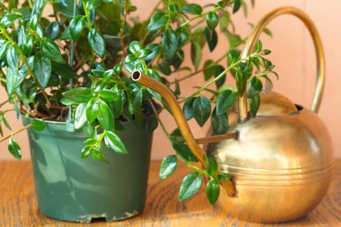 Goldfish Plant Care: What You Need to Know - Hip House Plants Care for a Goldfish Plant