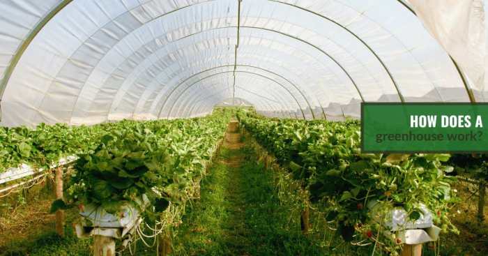 How Does a Greenhouse Work