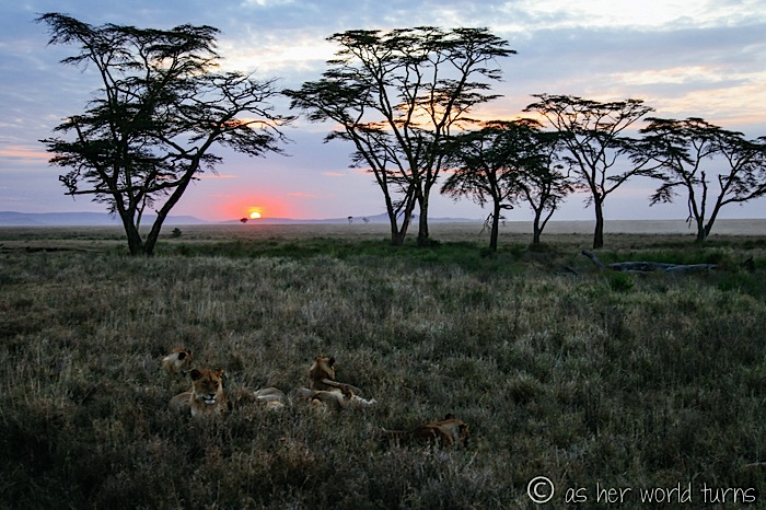 SERENGETI WILDERNESS CALLS (2025) All You Should Know BEFORE You Go (w ... Serengeti talk to me