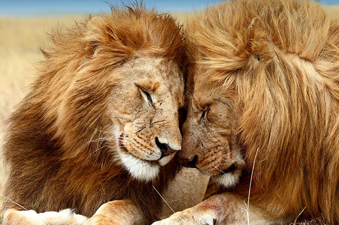 What Does a Lion Symbolize