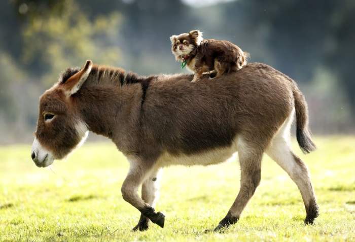 Garniers Donkey Dog Rise and Fall