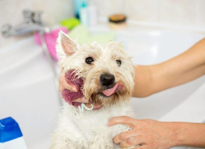 A 9-Step Guide on Bathing a Puppy - DogVills Bathe a Puppy for the First Time