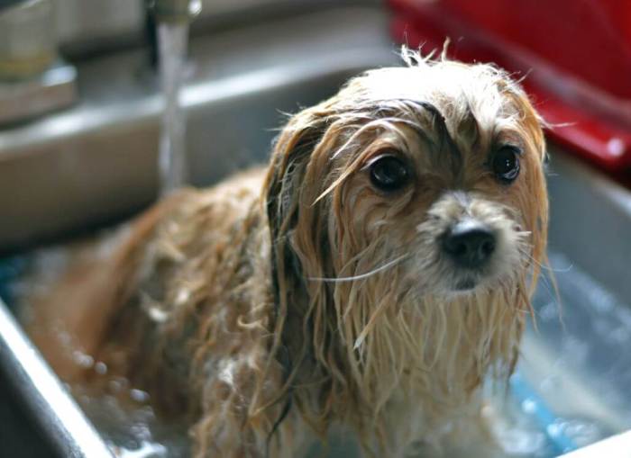 Your Puppy's First Bath Bathe a Puppy for the First Time