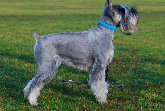 Groom a Miniature Schnauzer