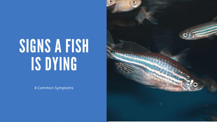 Signs That A Fish Is Dying - 8 Common Symptoms - AquariumStoreDepot Tell if Your Fish Is Dead
