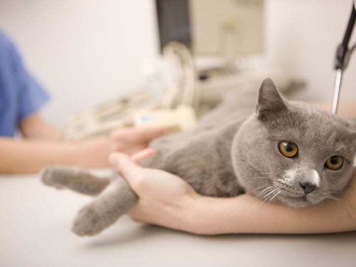 Cat Spay Recovery Week 1! - AnimalPetLover6 - YouTube Get Your Cat Spayed