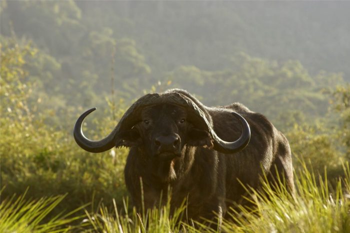 Decoding The Ones Kam Bu Black on Black