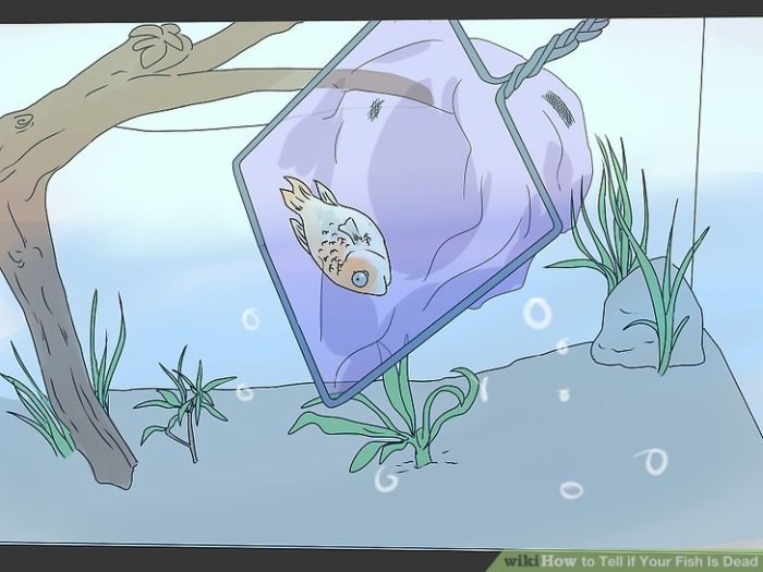 3 Ways to Tell if Your Fish Is Dead - wikiHow Tell if Your Fish Is Dead