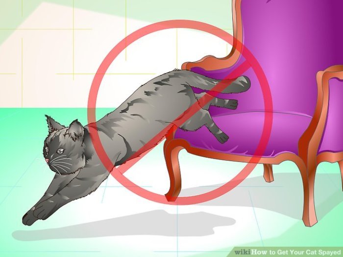 Get Your Cat Spayed