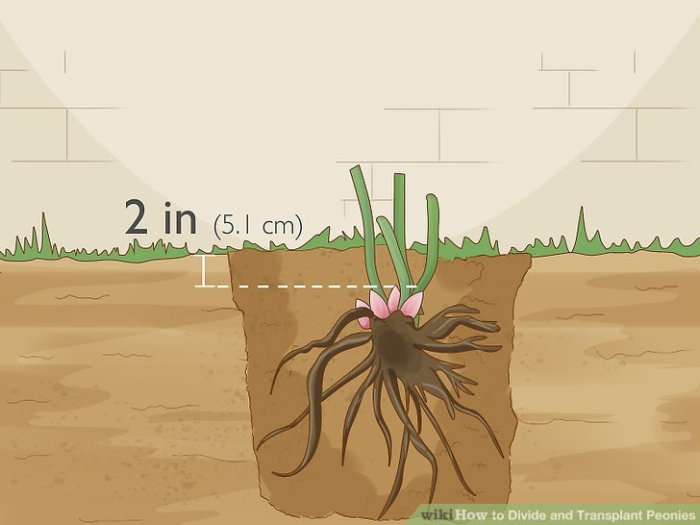 How to Divide and Transplant Peonies: 11 Steps (with Pictures) Divide and Transplant Peonies