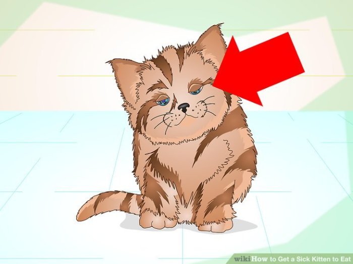 4 Ways to Get a Sick Kitten to Eat - wikiHow Get a Sick Kitten to Eat