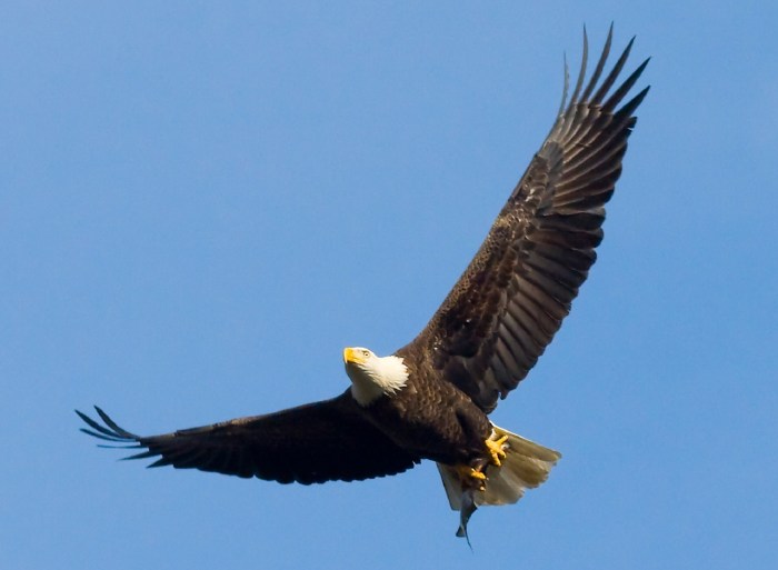 Bald Eagle Flying Free Stock Photo - Public Domain Pictures Flying lotus announces thom yorke collaboration release date for new album