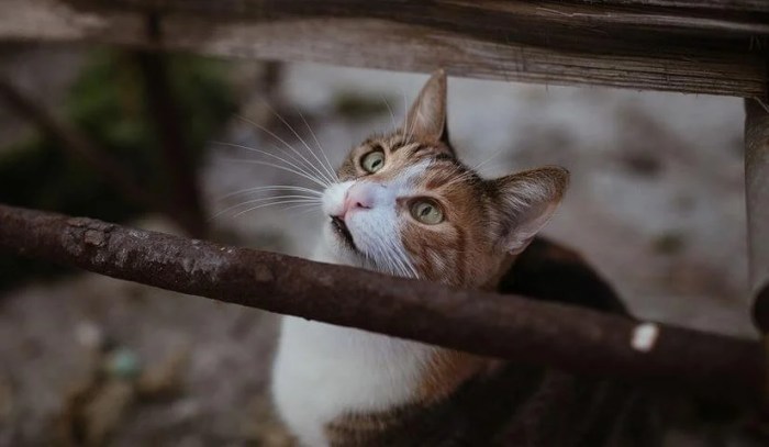 Signs It's Time To Say Goodbye: How To Comfort A Dying Cat - The Cat ... Handle the Remains of a Deceased Cat