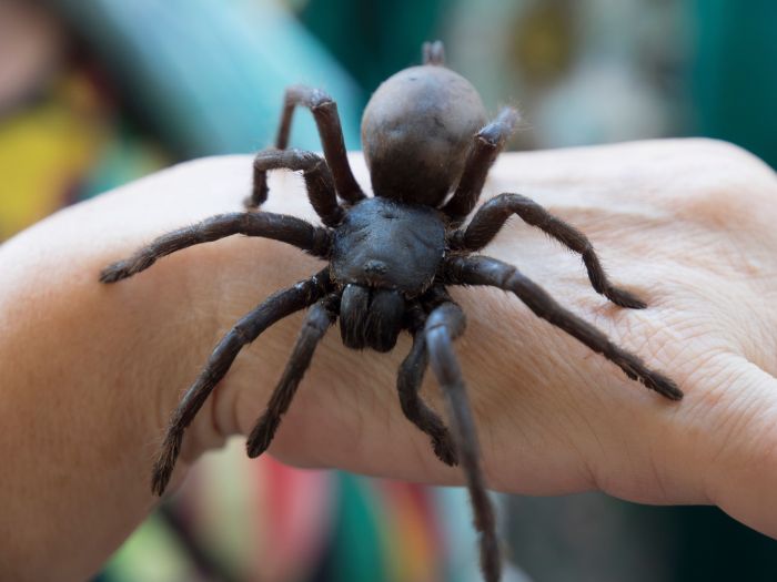 10 Biggest Spiders in the World Biggest news bethesda e3 press conference