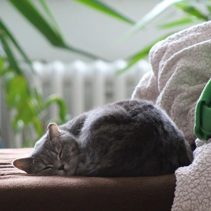 Cat memorial ideas – Artofit Handle the Remains of a Deceased Cat