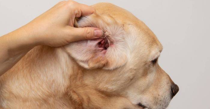 Dog Ear Infection: Symptoms, Causes, Treatment, and Prevention ... Treat Dog Ear Infections