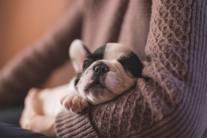 Free Images : puppy, animal, cute, canine, pet, sleep, vertebrate ... Sleep alone live on kcrw