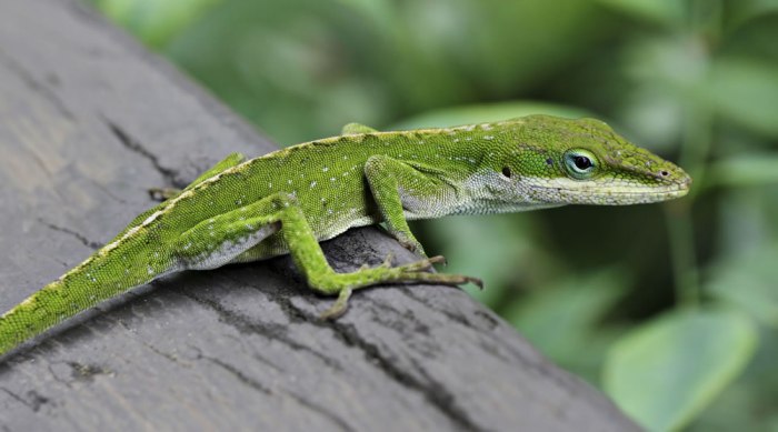 I won an aquarium with some set-up at Petsmart a few months ago and ... Feed an Anole Green Lizard