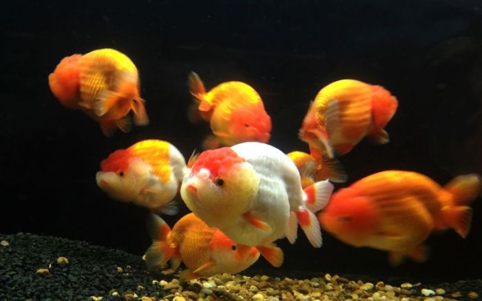 Why Are My Goldfish Dying? (Reasons+Prevention) Know when Your Goldfish Is Dying