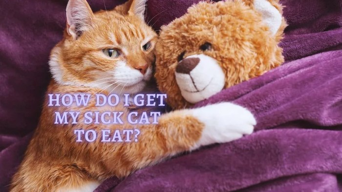 How to get Sick Cat to Eat: Ways to Stimulate my Cat's Appetite Get a Sick Kitten to Eat