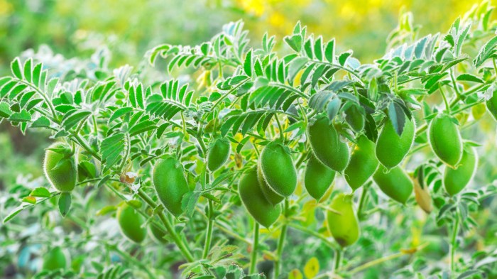 What Is A Chickpea Plant at William Fellows blog Graft a Fruit Tree