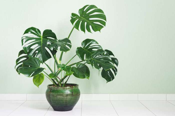 Money plant - Facts, benefits, growing, care, and Vastu tips – TrustBasket Graft a Fruit Tree