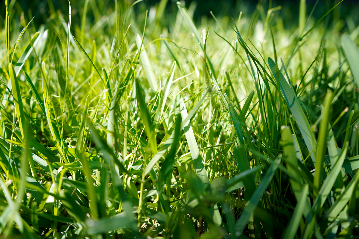 How to Plant, Grow, and Care for St. Augustine Grass Plant a St Augustine Sod