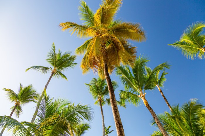 Palm Trees And Blue Sky Free Stock Photo - Public Domain Pictures Palm Reading Money Line