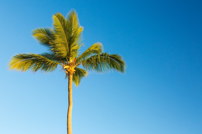 Tropical Palm Tree Free Stock Photo - Public Domain Pictures Palm Reading Money Line